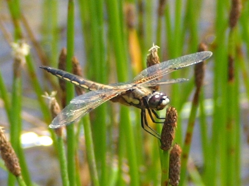 Libellula